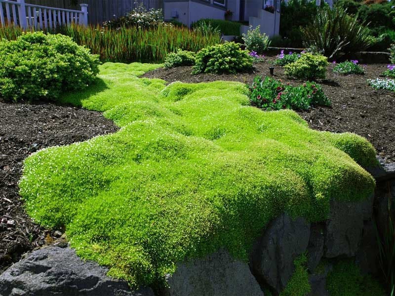 Irish Moss Ubicaciondepersonas cdmx gob mx irish-moss-ubicaciondepersonas-cdmx-gob-mx