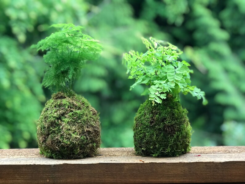 Traditional Japanese Moss Ball Garden Kokedama Etsy