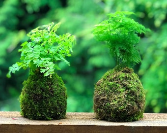 Traditional Japanese "Kokedama" – Handmade with Live Sheet Moss