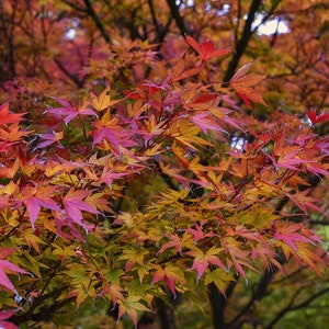 May include: Close-up of a Japanese maple tree with vibrant red, orange, and yellow leaves. The leaves are delicate and intricate, creating a beautiful autumnal display.