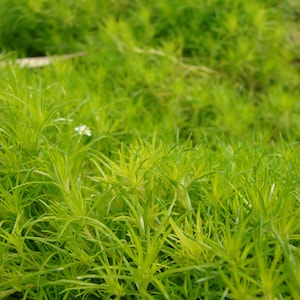 Irish Moss (Sagina Subulata) Low-Growing Evergreen Groundcover