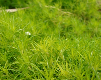 Irish Moss (Sagina Subulata) Low-Growing Evergreen Groundcover