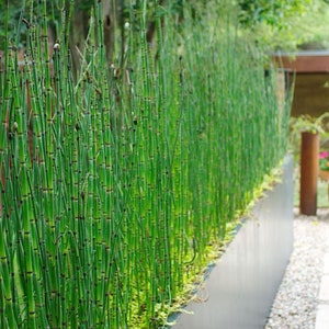 Equisetum Hyemale Miniature Bamboo Plant Scouring Rush, Rough Horsetail, Snake Grass image 1