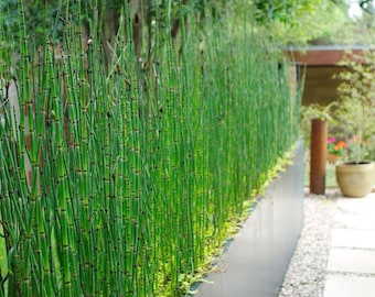 Equisetum Hyemale Miniature Bamboo Plant (Scouring Rush, Rough Horsetail, Snake Grass)