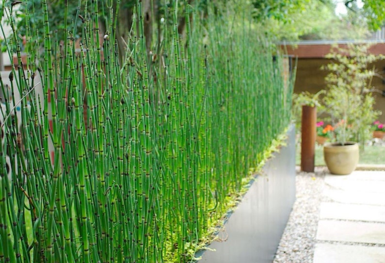 Equisetum Hyemale Miniatur-Bambuspflanze Scheuergras, Ackerschachtelhalm, Schlangengras Bild 1