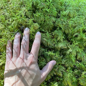 May include: A hand resting on a bed of vibrant green moss. The moss is soft and lush, creating a natural, textured surface.