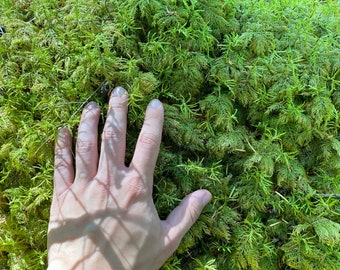 Live Mountain Fern Moss - Hylocomium Splendens - for Terrariums, Moss Gardens, Bonsai