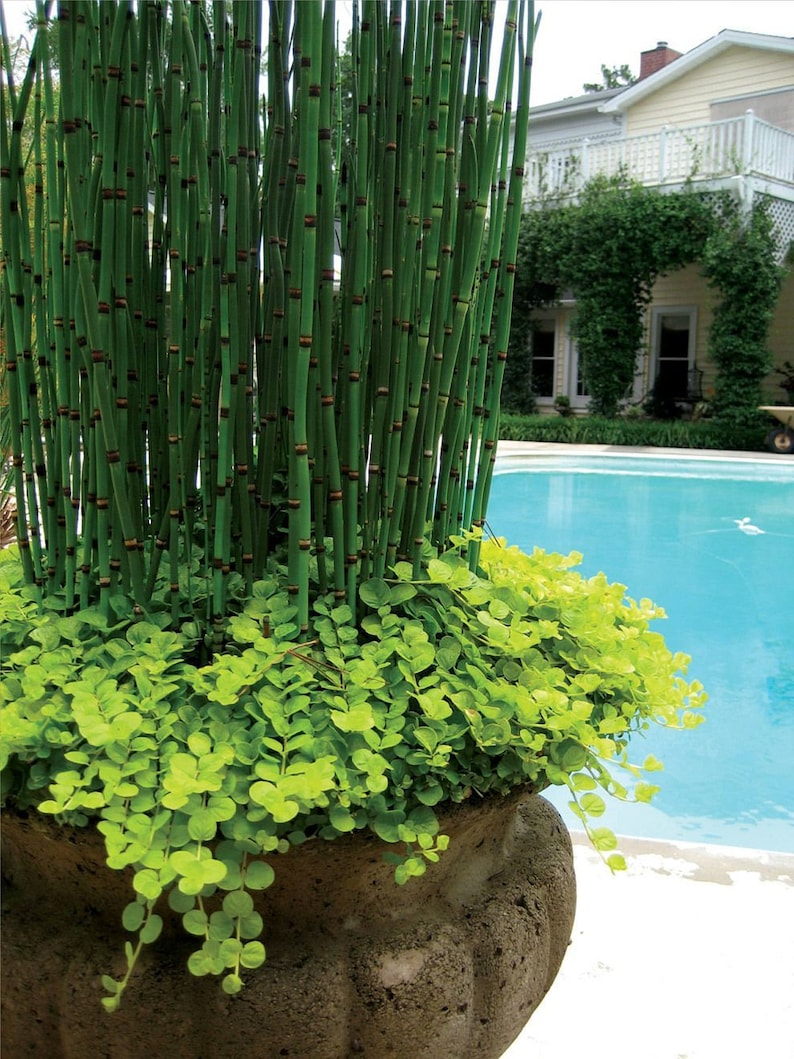 Equisetum Hyemale Miniatur-Bambuspflanze Scheuergras, Ackerschachtelhalm, Schlangengras Bild 2