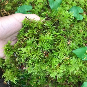 Live Fern Moss - for Terrariums, Vivariums, Moss Gardens, Bonsai