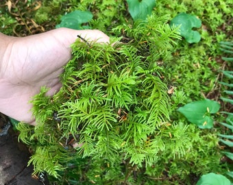 Live Fern Moss - for Terrariums, Vivariums, Moss Gardens, Bonsai