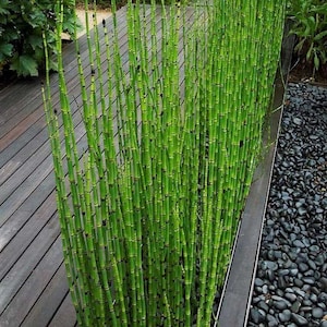 Equisetum Hyemale Miniatur-Bambuspflanze Scheuergras, Ackerschachtelhalm, Schlangengras Bild 3