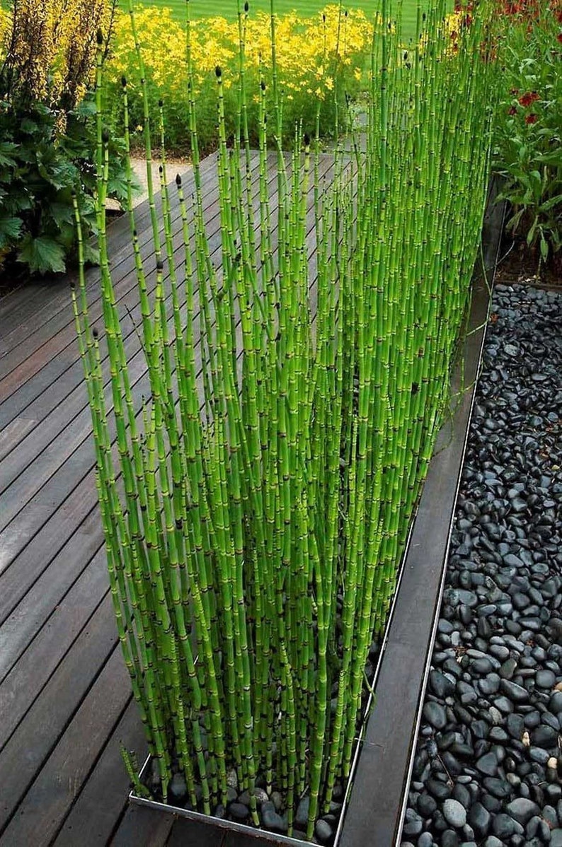 Equisetum Hyemale Miniatur-Bambuspflanze Scheuergras, Ackerschachtelhalm, Schlangengras Bild 3