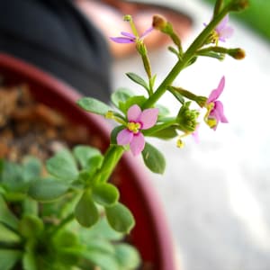 Stylidium Debile "Frail Triggerplant" - Easy to Grow Carnivorous Plant