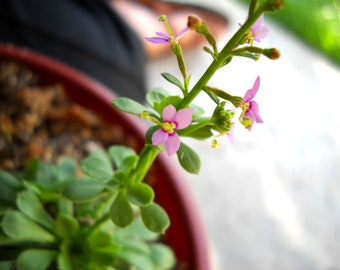 Stylidium Debile "Frail Triggerplant" - Easy to Grow Carnivorous Plant