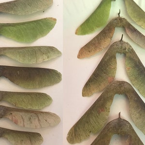 15 Bigleaf Maple Seeds (Acer macrophyllum) image 2