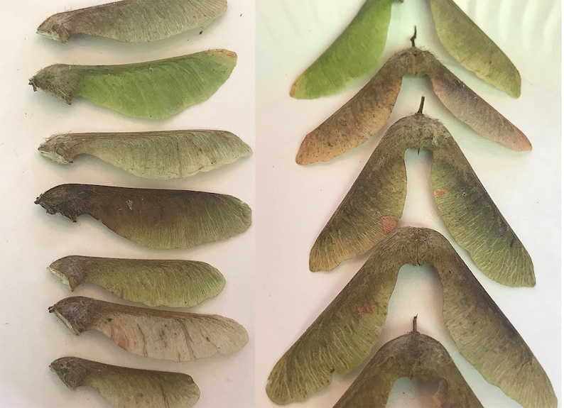 15 Bigleaf Maple Seeds (Acer macrophyllum) image 2