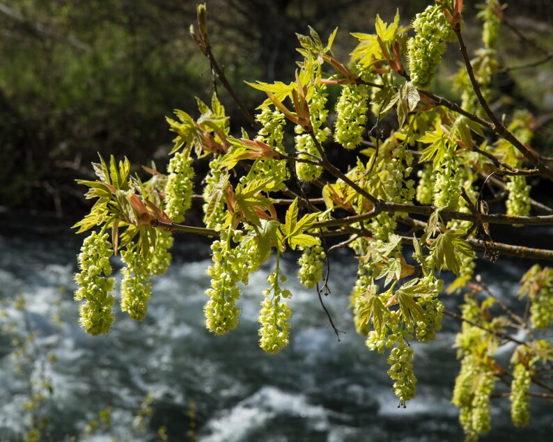 15 Bigleaf Maple Seeds (Acer macrophyllum) image 5