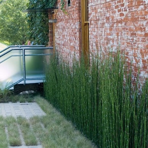 Equisetum Hyemale Miniature Bamboo Plant Scouring Rush, Rough Horsetail, Snake Grass image 4