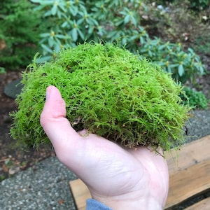 Live Sheet Moss - For Terrariums, Vivariums, Moss Gardens