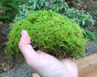 Live Sheet Moss - For Terrariums, Vivariums, Moss Gardens