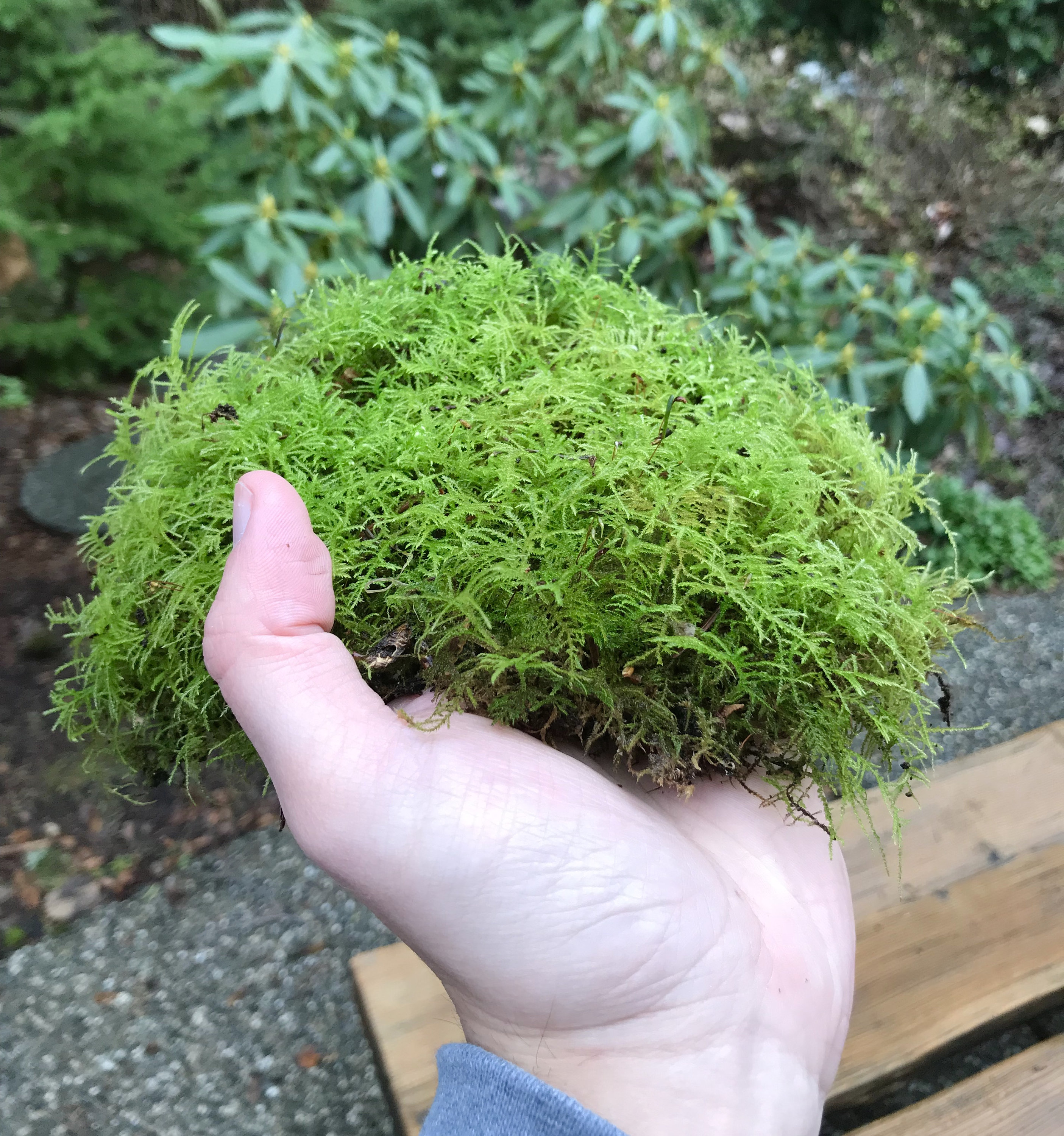 Live Fern Moss Perfect for Terrariums and Bonsai (9x12 inch sheet)