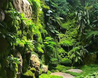 Custom Moss Garden Design - Detailed Plant List & Support - Designed for YOUR Planting Space