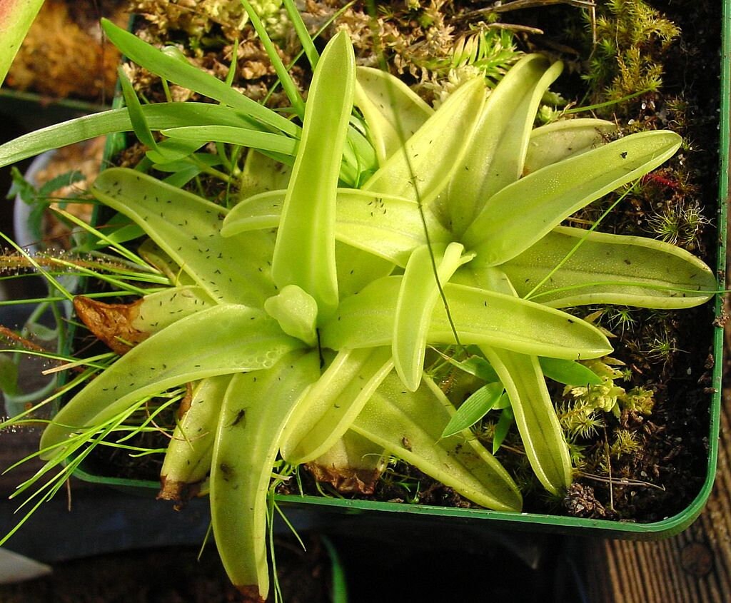 Premium Butterwort Potting Mix premixed Soil Media for Etsy