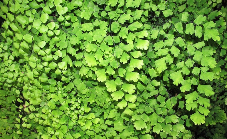 Maidenhair Fern Adiantum raddianum Live Plant 6-10 Bare Root image 2