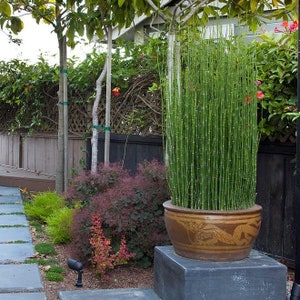 Equisetum Hyemale Miniature Bamboo Plant Scouring Rush, Rough Horsetail, Snake Grass image 5