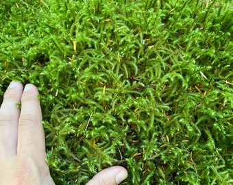 Live Lanky Moss/Feather Moss - Rhytidiadelphus Loreus - for Terrariums, Moss Gardens, Bonsai