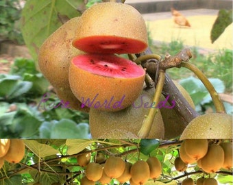 Seeds. Very Rare: PINK kiwi fruit! Huge producer 'Pink Lady' long vines . SELF-FERTILE! no male plants needed to produce fruits!