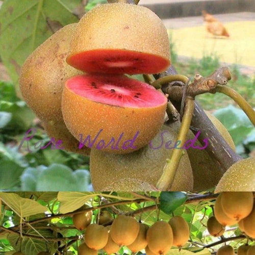 Seeds. Very Rare: PINK Kiwi Fruit Huge Producer 'pink - Etsy