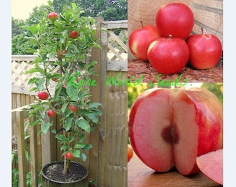 Samen. Ideal für Balkon! winterhart schöner lecker ROSA FLESH Apfel 'August Ruby' Natürlich Zwerg, wird nie mehr als 5 Meter!