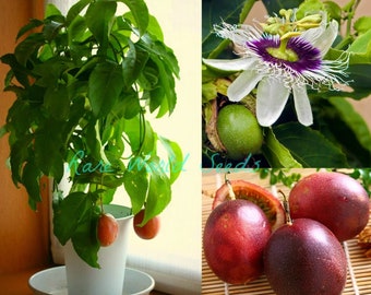 Seeds. DWARF Passion Flower ‘Possum Purple’ (Passiflora edulis) Fruit , Grows to 2-3' in container!