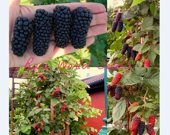 Seeds. NEW RARE Blackberries variety - 'karakaberry' 'Karaka Black' blackberry hybrid . HUGE Berries!
