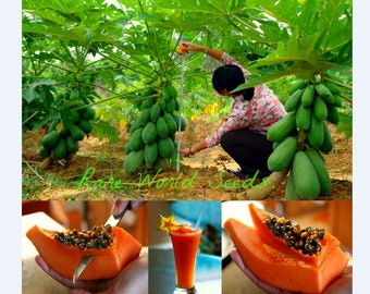 Seeds. EXTRA DWARF! Carica Papaya tropical tree 'Surya #2' Rare! Simply: The Best of the Best! Easy grow, Care, Disease Resistant!