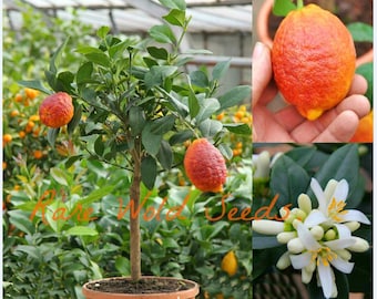 Seeds. RARE And BEAUTIFUL! Citrus Red Lemon 'Limone Rosso' Grows to 3' in a small Container!