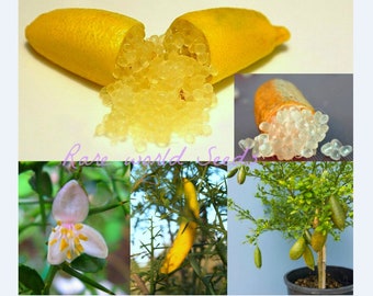 Seeds. RARE! Citrus australasica Finger Lime 'Sunshine Yellow' Citron Caviar Excellent for growing in pot! Very hardy!