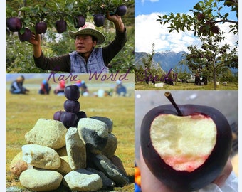 Puede incluir: Un collage de imágenes que muestran una variedad rara de manzana negra. La primera imagen muestra a una persona recogiendo manzanas de un árbol. La segunda imagen muestra un campo de manzanos. La tercera imagen muestra una pila de manzanas negras encima de rocas. La cuarta imagen muestra un primer plano de una manzana negra que ha sido cortada, revelando la carne blanca en el interior.