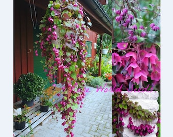 Semi. Rari e bellissimi! La vite a campana viola 'Rhodos' Rhodochiton Atrosanguineus, una pianta rampicante che catturerà l'attenzione di tutti!