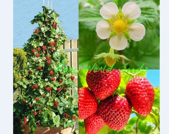 Seeds. Strawberry &#39;Skyline&#39; climbing stems AND fruits from every runner! . Climbing variety! -small gardens, patios and balconies!