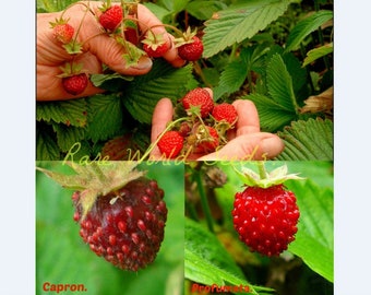 Graines. Unique! Fraise musquée 2 deux variétés ! Fraises « Capron » et « Profumata » Étonnamment délicieuses et très parfumées !