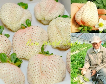Seeds. Japanese GOURMET Strawberries ‘Yuki Usagi’ Rich flavor AND aroma A DELICACY!