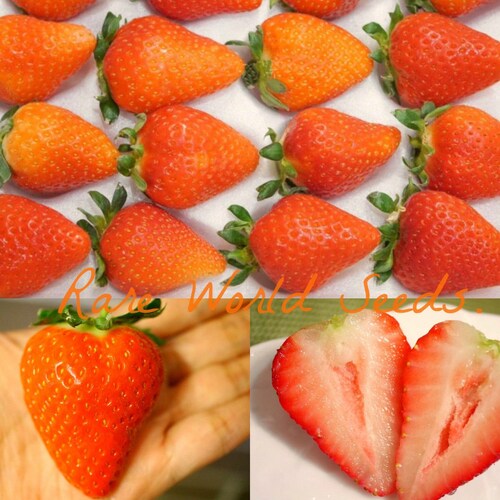 Seeds Japanese GOURMET Strawberries yuki Usagi Rich Flavor Etsy