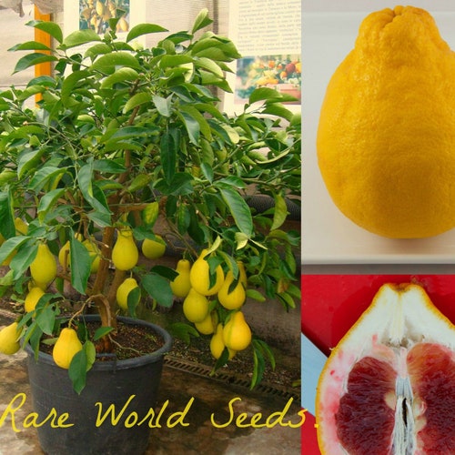 GAC Superfruit 20 Seeds,Momordica cochinchinensis gac fruit From Thailand Hot!! 