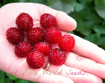 バナナ「ジャイアント・ハイランド」（Musa ingens）は、世界最大