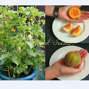 Könnte beinhalten: Eine grüne Melonenpflanze, die in einem blauen Topf wächst. Die Pflanze hat mehrere kleine grüne Melonen, die daran wachsen. Es gibt auch drei Melonen auf weißen Tellern, eine ganze und zwei halbiert.