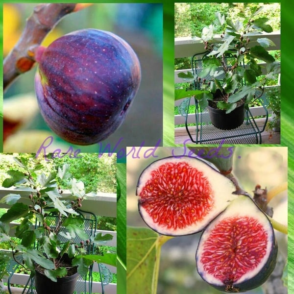Graines. Figue NAINE Ficus carica 'Rouge de Bordeaux' en intérieur ou en extérieur !