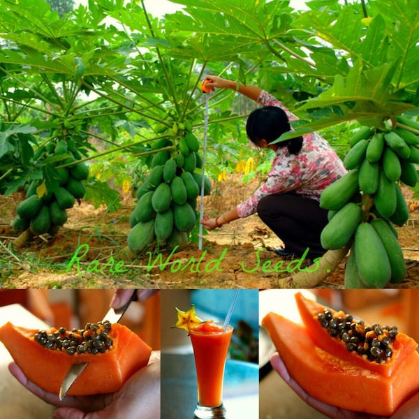Seeds. EXTRA DWARF! Carica Papaya tropical tree 'Surya #2' Rare! Simply: The Best of the Best! Easy grow, Care, Disease Resistant!