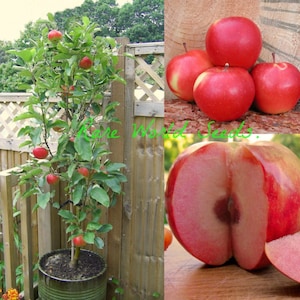 May include: A small apple tree with red apples growing on it. The tree is in a pot and is in a garden setting. The image also shows close-up shots of the red apples.